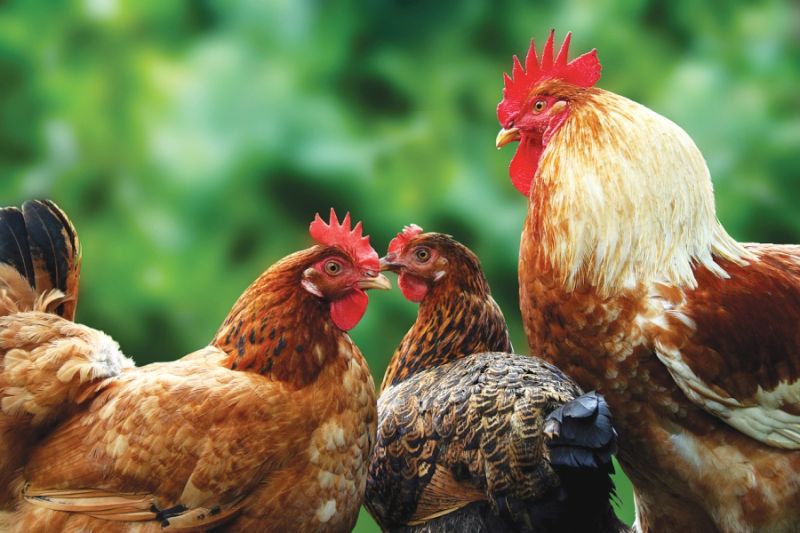 Termen pentru solicitarea subvenţiei din Măsura 14T