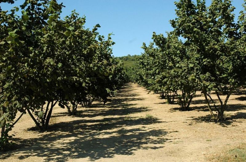 Noi măsuri de finanţare pentru sectorul agricol şi pomicol