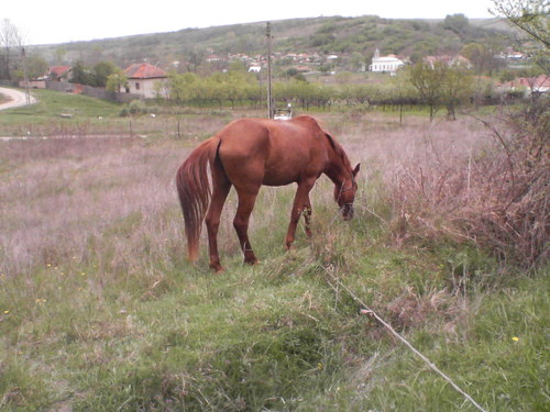 Cercetați după ce au furat un cal