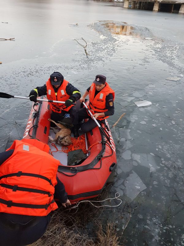 Câine salvat de pompieri