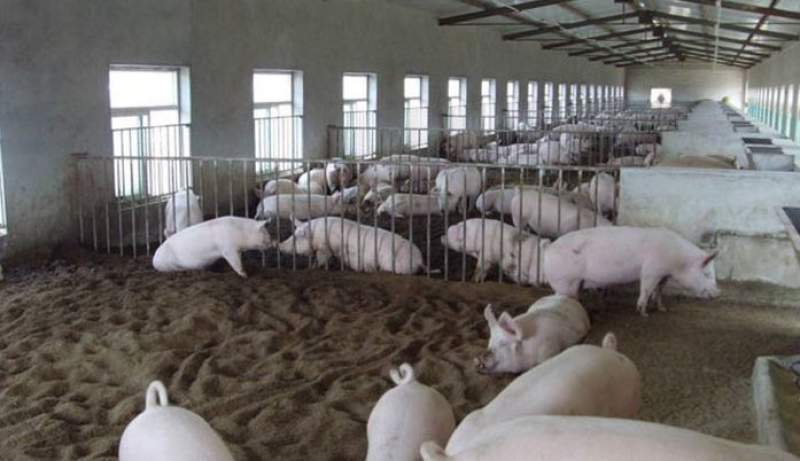 Spania face recrutări pentru personal la o firmă de porci