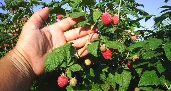 Gorjenii, aşteptaţi la Craiova la selecţia de joburi pentru Portugalia