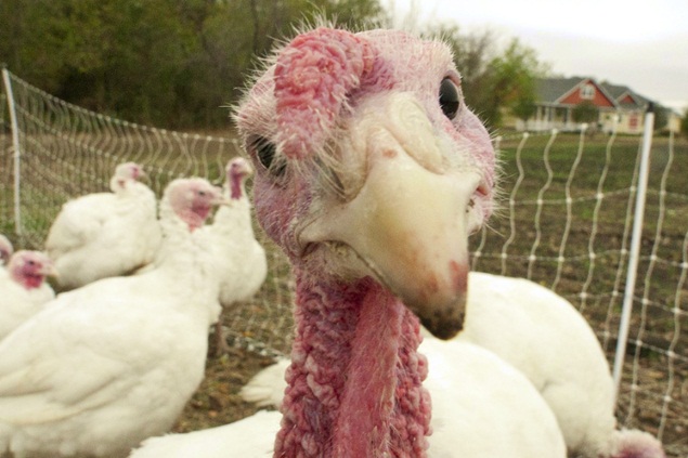 Reținuți pentru furt de curcani