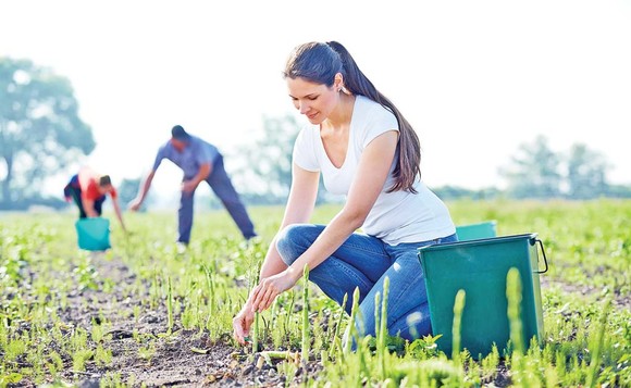 Olanda recrutează muncitori pentru culesul sparanghelului