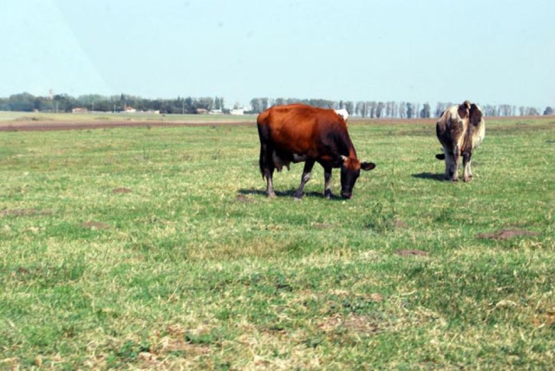 Taxele de păşunat, neschimbate la Târgu-Jiu şi în 2018