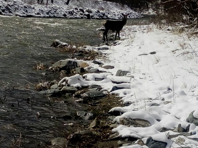 Căprioară salvată de pompieri din Jiu