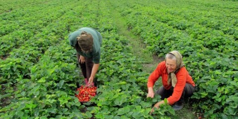 capsuni-polovragi-e1411292885846