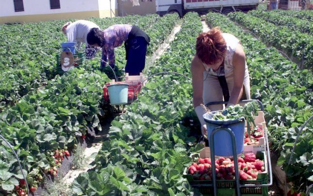 100 de culegători de căpşune, recrutaţi prin reţeaua EURES