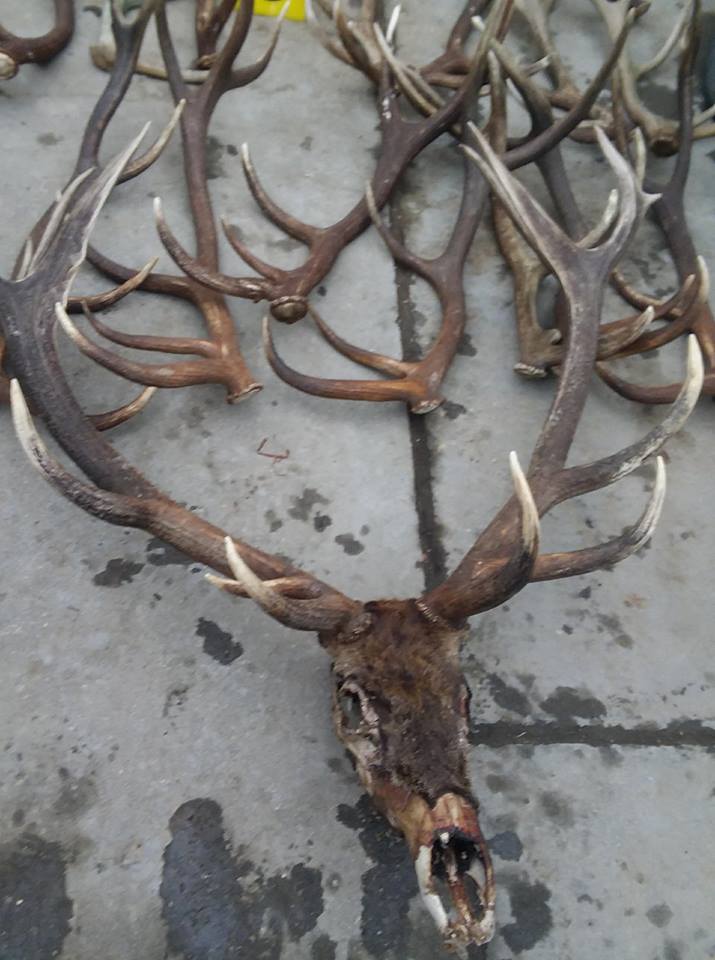 Descindere în casa unui localnic din Mușetești