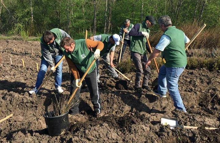 Voluntarii CEZ au marcat Luna Pădurii! – 1500 de puieți arboricoli, plantați în zona Bârsești