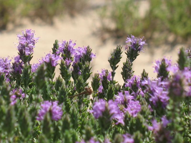 Cimbrul, leac pentru zeci de boli
