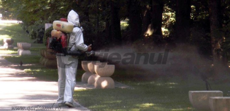 Miercuri, acțiune de dezinsecție, la Târgu-Jiu!