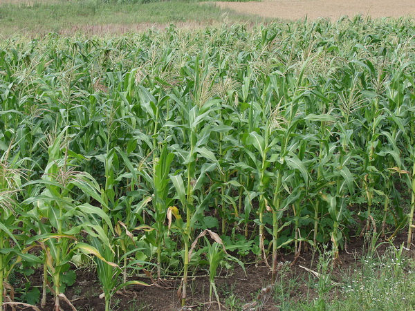 Semne bune pentru agricultura județului!