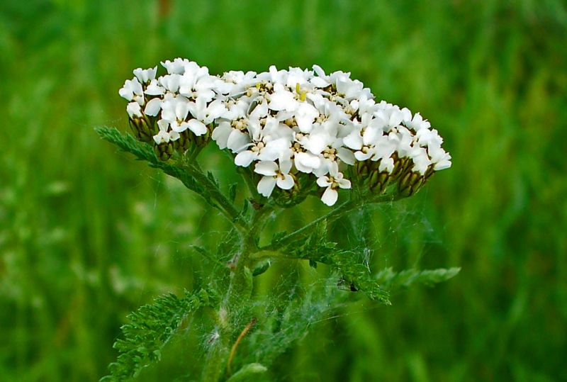 Coada-şoricelului (Achilea millefolium) – beneficii şi proprietăţi