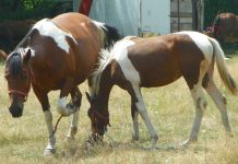 La jumătatea lui cuptor, La Polovragi prin târg