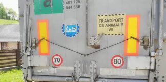 Trei ciobani din Baia de Fier, înșelați de samsarii de mioare! – Păgubiții au depus plângere penală pentru banda de infractori