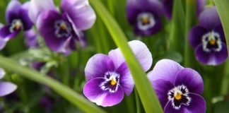 Trei fraţi pătaţi (Viola tricolor) – beneficii şi proprietăţi