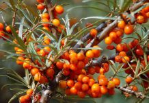 Cătina (Hippophae rhamnoides) – beneficii şi proprietăţi