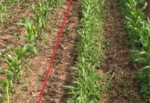 Agricultura pe înțelesul tuturor – Graficul lucrărilor agricole în luna august