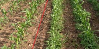 Agricultura pe înțelesul tuturor – Graficul lucrărilor agricole în luna august