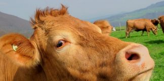 Femeie reținută, după ce a furat 12 vaci