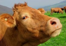 Tânără din Plopșoru, reținută pentru furt de vaci