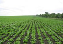 Agricultura pe înțelesul tuturor – Modele de asolamente de culturi de câmp