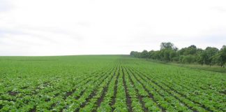 Agricultura pe înțelesul tuturor – Modele de asolamente de culturi de câmp