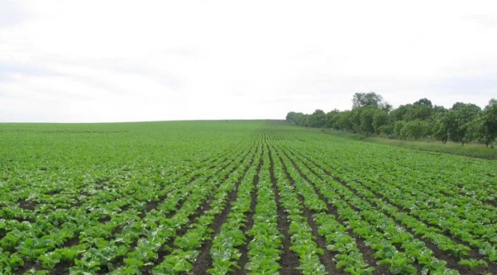 Agricultura pe înțelesul tuturor – Modele de asolamente de culturi de câmp