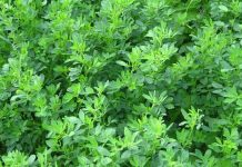 Agricultura pe înțelesul tuturor – În curând trebuie înființate noile culturi furajere perene