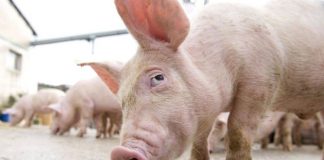 Conducerea DSV face recomandări cu privire la măsurile împotriva pestei porcine africane