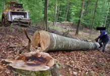 Tânăr strivit de copac în pădure