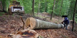 Tânăr strivit de copac în pădure