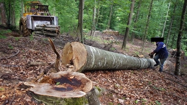 A murit după ce a căzut un copac pe el. Poliția și ITM Gorj cercetează cazul