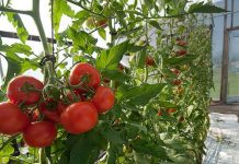 14 agricultori gorjeni încasează subvenţia la tomate