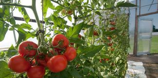 14 agricultori gorjeni încasează subvenţia la tomate