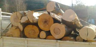 Prins cu lemne fără acte: Materialul lemnos, în custodia Ocolului Silvic Tismana