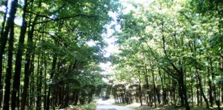 În crucea verii – Prin pădurea Botorogi