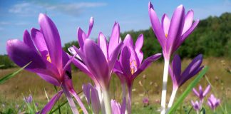 Brânduşa de toamnă (Colchicum autumnale) – beneficii şi proprietăţi