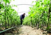 Ultimele două zile pentru vizarea carnetelor de rentier