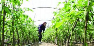 Ultimele două zile pentru vizarea carnetelor de rentier