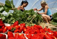 800 de locuri de muncă, în sectorul agricol din Spania