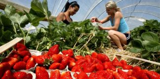 800 de locuri de muncă, în sectorul agricol din Spania