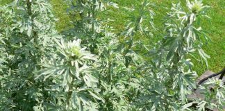 Pelin (Artemisia absinthium) – beneficii şi proprietăţi