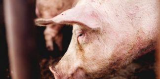 Controale la Polovragi şi Ţânţăreni pentru combaterea pestei porcine africane