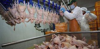 Se caută 20 de muncitori în industria alimentară din Olanda!