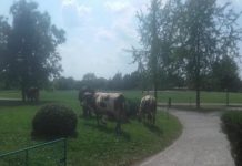 Proprietarul vacilor de la Coloană, amendat cu 500 de lei de Poliția Locală