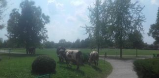 Proprietarul vacilor de la Coloană, amendat cu 500 de lei de Poliția Locală