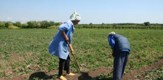 Controale în teren ale inspectorilor APIA, pe Cererile Unice de Plată