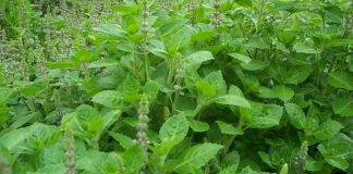Busuioc (Ocimum basilicum) – beneficii şi proprietăţi